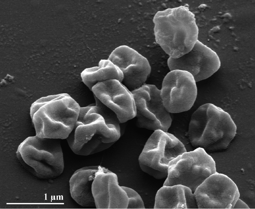 Coleção de Cultura de Micro-organismos de Importância Biotecnológica e Ambiental