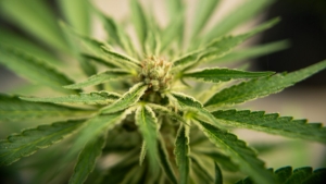 Como cannabis medicinal produzida em SC fará parte de estudo de 20 anos contra o Alzheimer